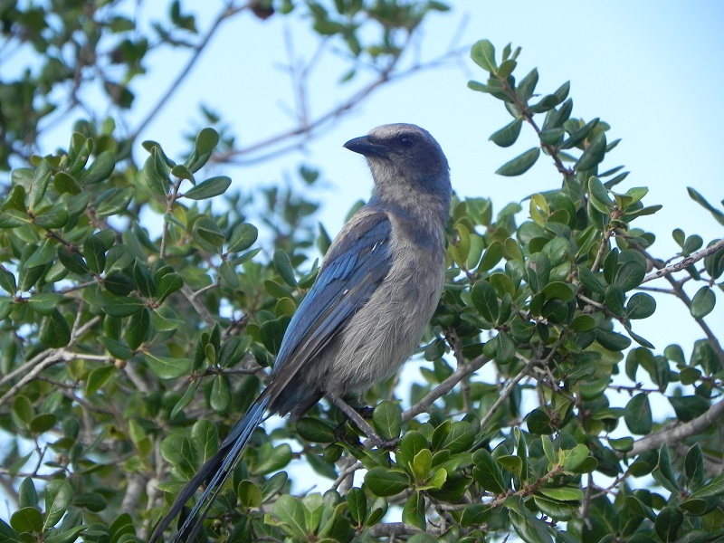 The sentinel scrub-jay perched up high