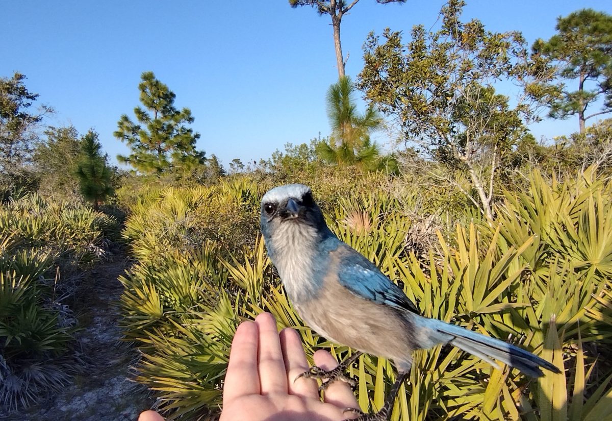 How Long has the scrub jay been in FL?
