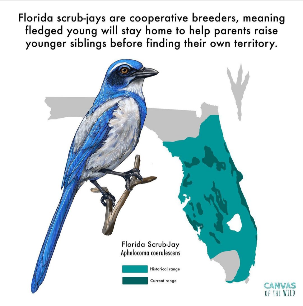 then-and-now-a-study-of-the-florida-scrub-jay