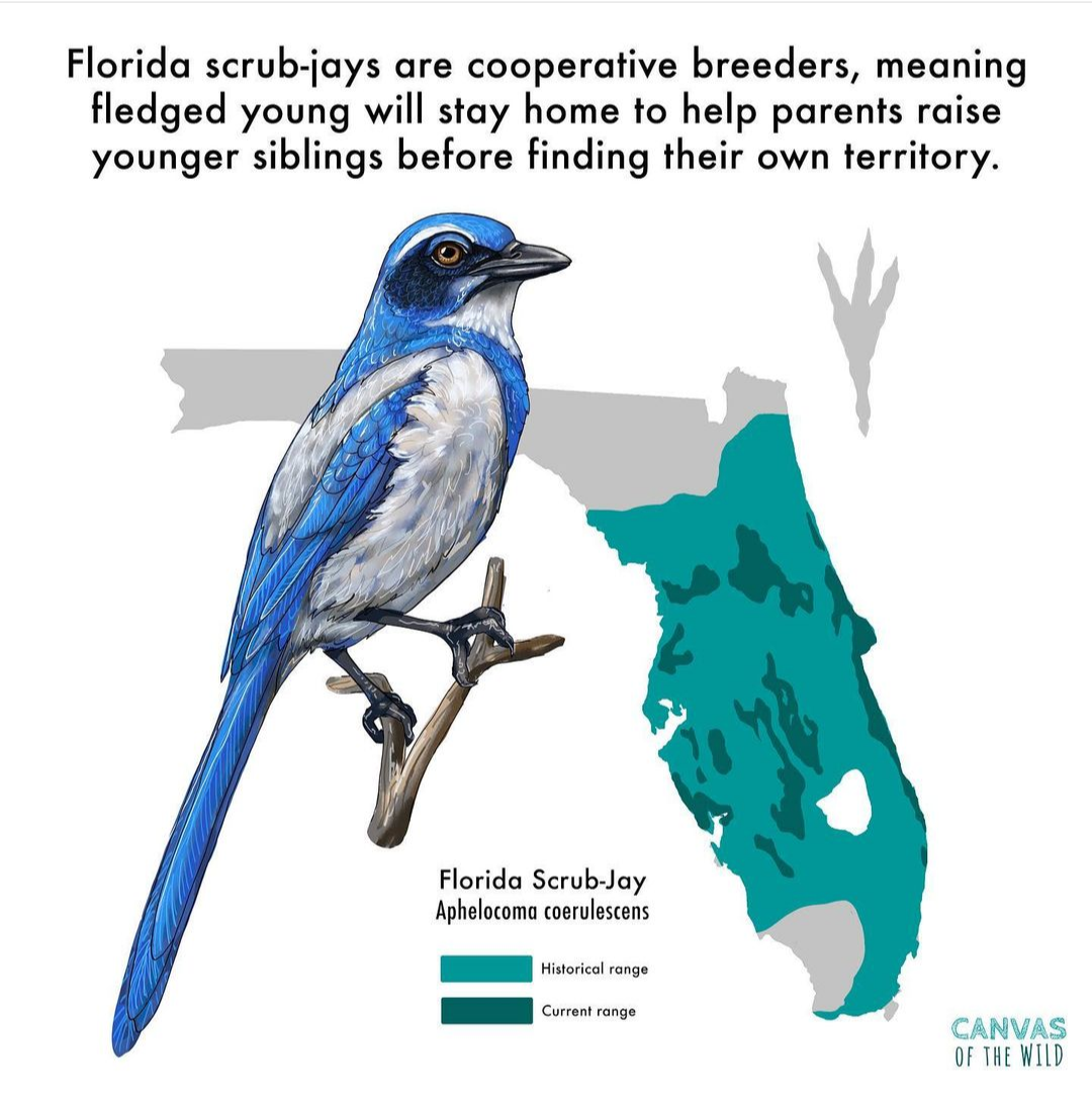 Florida scrub jay - what is causing their extinction?