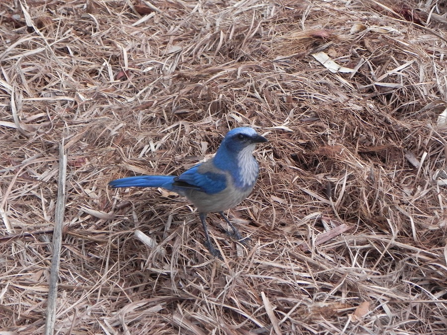 fl scrub jay and how it interacts with other birds