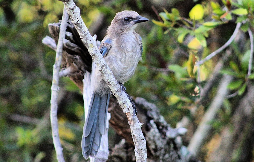 Juvenile scrub jay