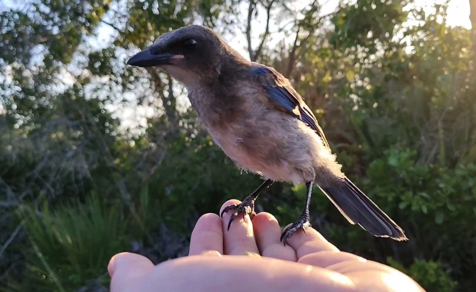 juvenile scrub jay picture 2026